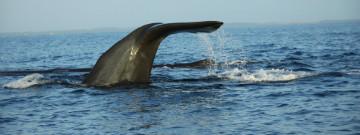 Mirissa Whale Watching