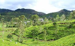 Tea Plantation in Hatton