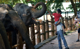 Pinnawala Elephant Orphanage