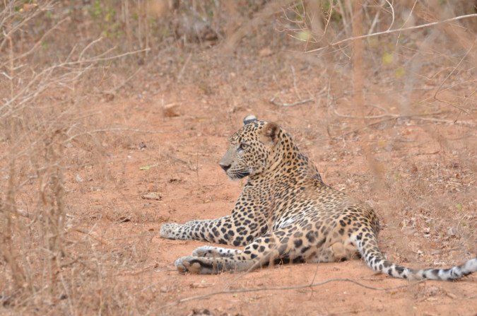 Yala National Park