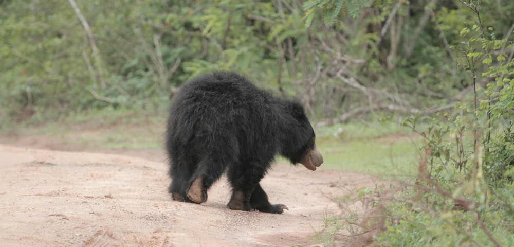 Yala National Park