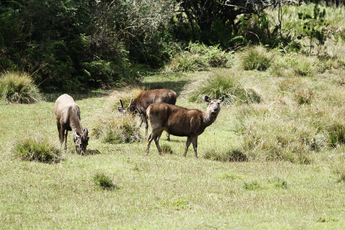 Horton Plains