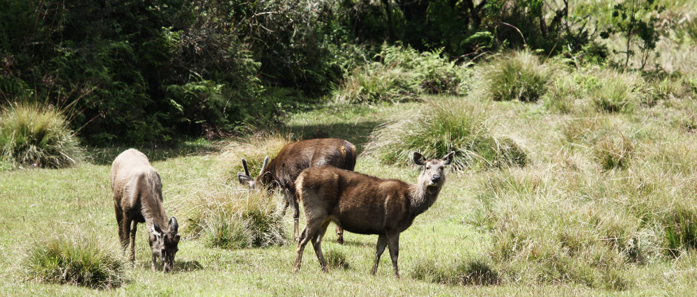 Horton Plains