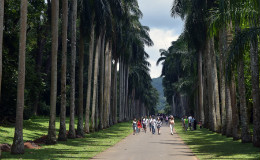 Peradeniya Botanical Gardens