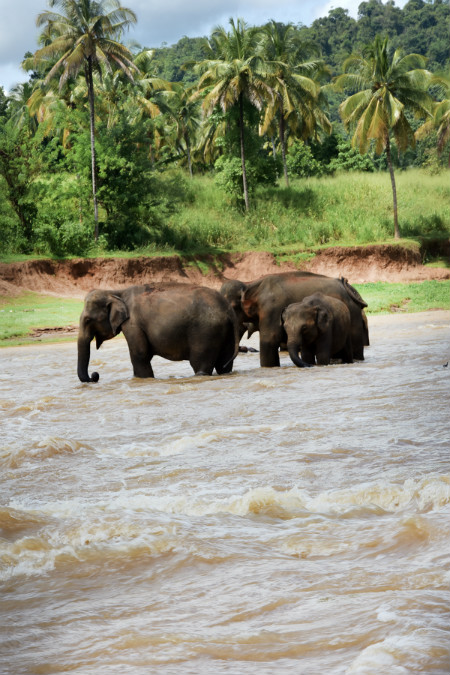 Pinnawala Elephant Orphanage